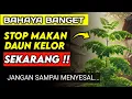 Download Lagu 7 Fakta Mengejutkan Tentang DAUN KELOR yang Tidak Pernah Kamu Dengar!! - Manfaat Daun kelor