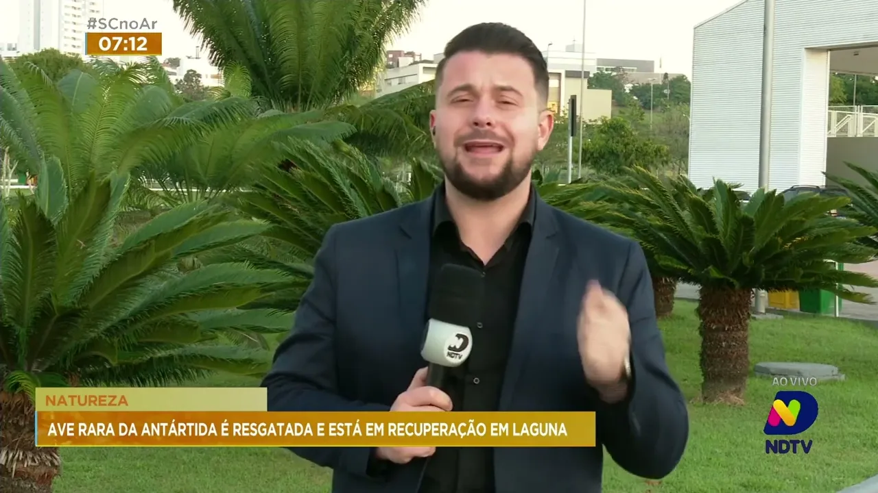 Ave rara da Antártida é resgatada e está em recuperação na cidade de Laguna