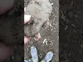 Native American Artifact Stone Axe