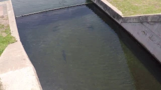 Sharks in the Durban canals