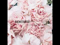 Bachata Rosa