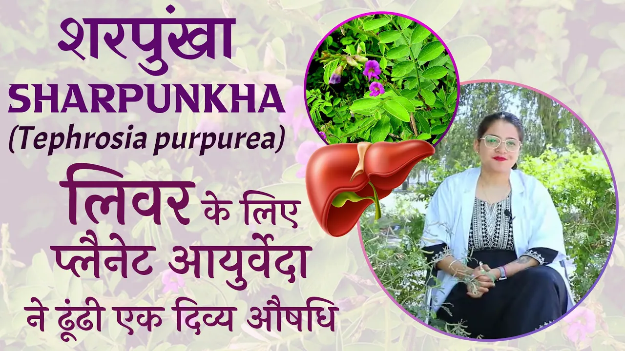 Watch Video Sharpunkha, Tephrosia purpurea - Health Benefits and Medicinal Properties