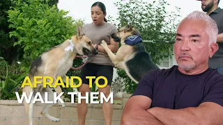 They Stopped Walking Their Dogs for Nearly a Year | Better Human Better Dog | S05E06