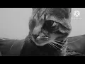 Elliott Smith -Needle in the Hay with animals (RIP Patty)