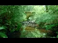 Forest River Nature Sounds-Gentle Stream Sleeping Sound-Natural Calming Meditation Birdsong Ambience