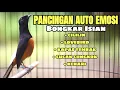 Download Lagu MASTERAN MURAI BATU TERBAIK SEPANJANG MASA