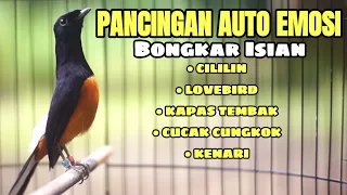 masteran murai batu terbaik sepanjang masa