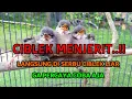 Download Lagu suara pikat burung kecil paling ampuh anak ciblek memanggil induk nya