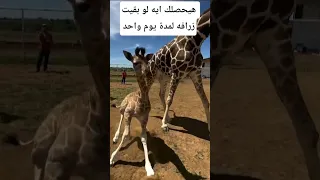هيحصلك إيه لو بقيت زرافة يوم واحد معلومات اكسبلور Animals Facts Wildlife معلومات غريبة 