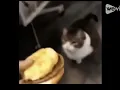 Here kitty you can has cheezburger