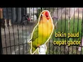 Download Lagu masteran LB paud Balibu bikin cepat ngekek panjang