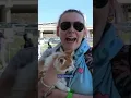 Why Do You Vaccinate Your Pet Petco Love