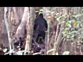 The Viral Skunk Ape Footage Everyone Misunderstood Until Now