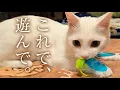 Download Lagu 自ら、遊んでほしいおもちゃを持ってくる猫。