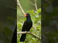 Download Lagu Asian Koel Calling Partner | Koyal Singing | Kafal Pakyo Bird's Melodious Song