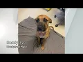 Pet Connection Buddy 3-4-21