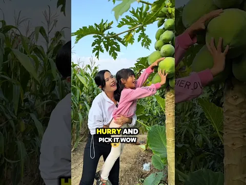 We Found Giant Papayas on Our Tree 🥭😱
