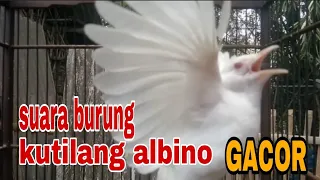 suara burung kutilang albino gacor tanpa henti