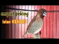 Lagu burung emprit peking gacor isian kenari dan burung gereja 005
