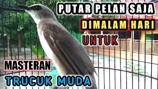 Download Masteran Trucukan dimalam hari untuk Trucukan muda yang belajar ropel MP3