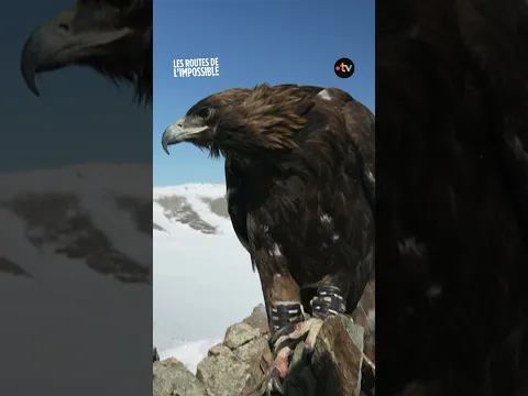 En Mongolie, ils vivent et chassent avec les aigles royaux