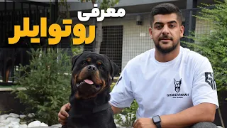معرفی روتوایلر   همه چیز درباره سگ روتوایلر دندنها