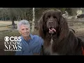A bond between a grandmother and the dog next door