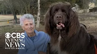A bond between a grandmother and the dog next door