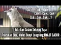 Download Lagu 100% Ampuh Bikin Trucukan Ombyokan, Bahan, Macet Bunyi, Malas Bunyi, Seketika Langsung Respon NYAUT