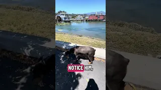 #Fyp #dream #doberman #pets #YouTube