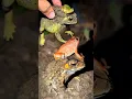 Catch a laughing frog, catch frogs for fun, Frog Fly funny, Frog Jumping Funny