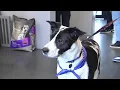 2 of Lehigh Valley Humane Society s longest-running tenants find fur-ever homes