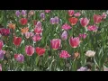 ( ♪ PLAYLIST ) Sighs, tulips, and PIANO melodies
