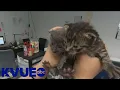 The kittens are coming Help Austin shelters during kitten season KVUE