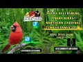 Download Lagu MASTERAN TERBARU 2022 BURUNG  ANGRY BIRDS/NORTHERN CARDINAL SUARA ASLI DURASI FULL 1 JAM