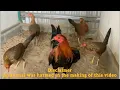 best Peruvian breeder in the Philippines by kate and kurt gamefarm