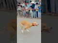Kolhapur dog race kolhapur dog racing dog race maharashtra
