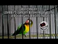 Pancingan Lovebird Jantan Birahi Agar Bunyi Jebol Birahi Jebol Emosi Lovebird Jantan