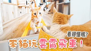 【黃阿瑪的後宮生活】帶貓玩雲霄飛車！貓咪看得懂嗎？