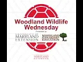 Maryland s Rare Threatened and Endangered Animals