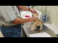 Petland Frisco Store Breeder Tour 2019