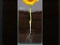 Lagu 1️⃣ This Dwarf Sunflower Grew Shockingly Fast 🌻 | Time Lapse You Won’t Believe