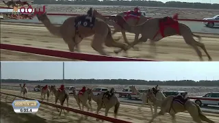 ش2 هملول لـ هجن الرئاسة حمدان محمد بن مروشد المرموم الأسبوع الخامس 09 11 2025 جذاع قعدان 9 20 0 