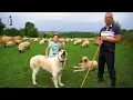 Download Lagu Un berbec RĂU între oi, este mai rău decât un LUP | 11 oi gâtuite de 2 LUPI | Ținutul Pădurenilor