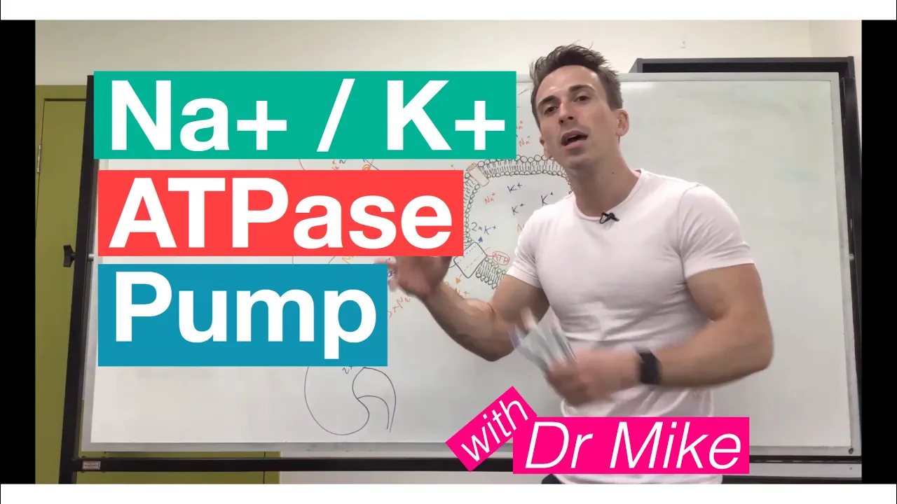 Na+ K+ ATPase Pump