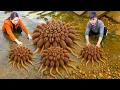 Download Lagu Fisherman Harvesting Mouse Tail Feather Clams Goes To Market Sell...Have You Tried This Clam?