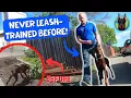 Leash Training a Doberman Rescue Who NEVER Learned the Leash