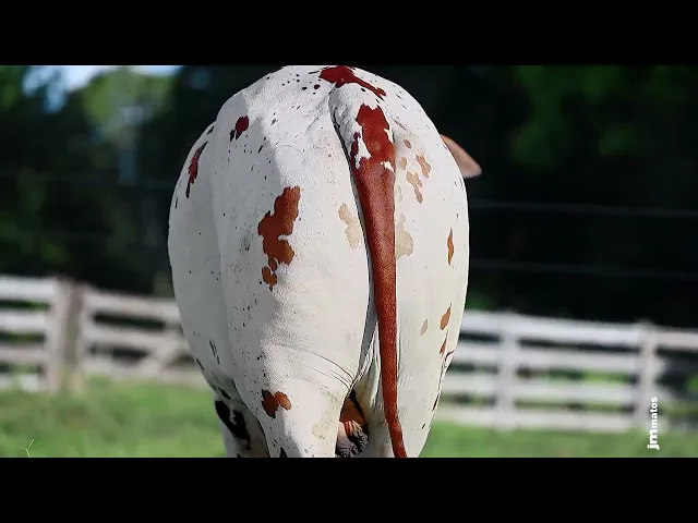 Touro Nelore FESN - 88