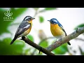 Lagu Forest Bird Sounds - Beautiful Birds Chirping - Nature Sounds for Sleeping - Calm Nature Ambience