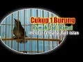 Download Lagu Wambi Mini Gacor Full Isian Volume Keras Dan Lantang Master Ampuh